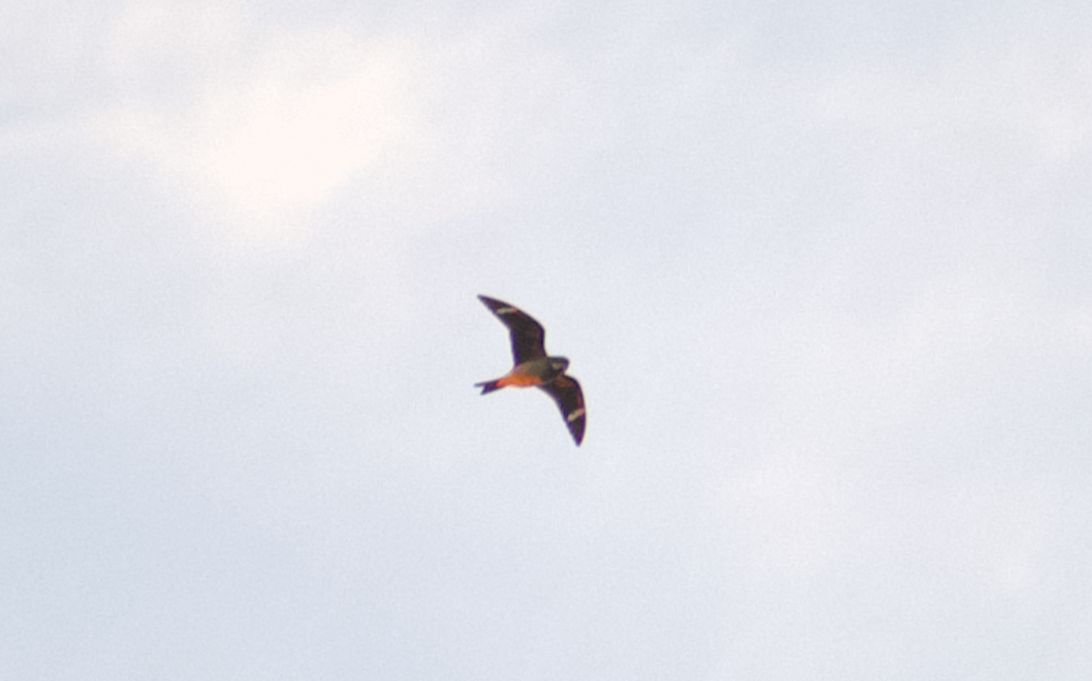 Анаперо віргінський - ML645632771