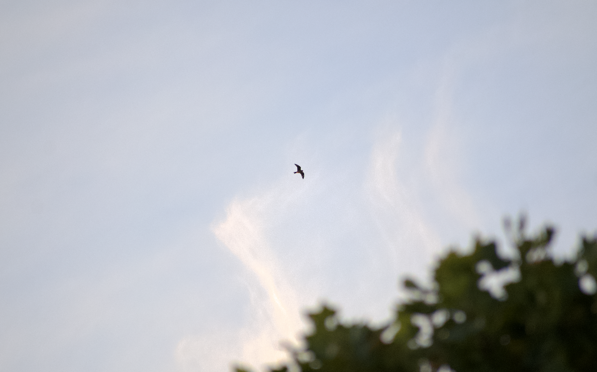 Анаперо віргінський - ML645632772