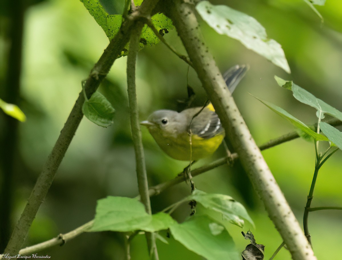 Пісняр-лісовик канадський - ML645632773
