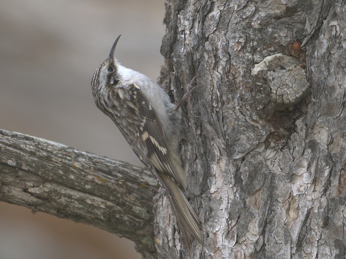 Підкоришник американський - ML645632774