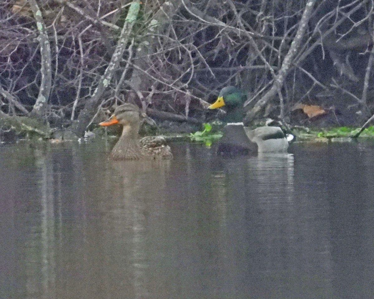 Basahatea - ML645632776