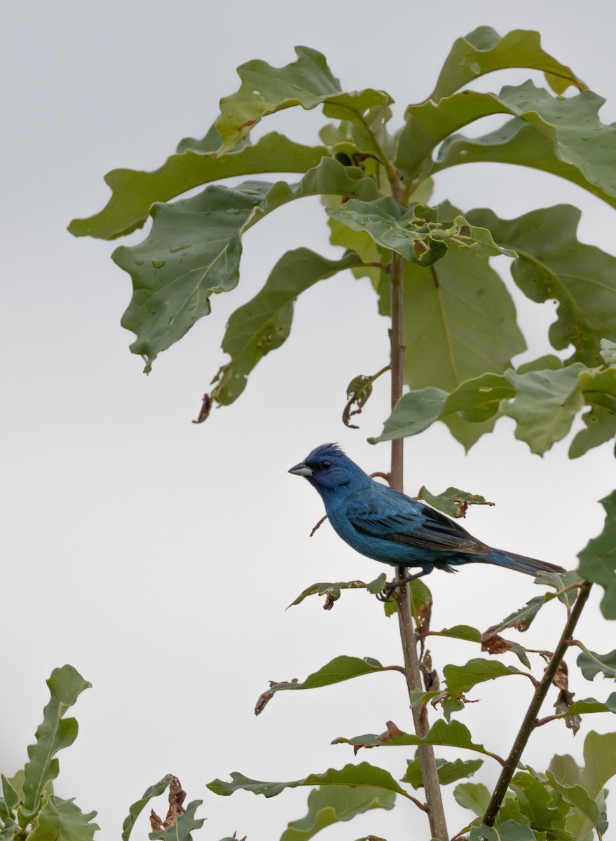 Скригнатка індигова - ML645632777