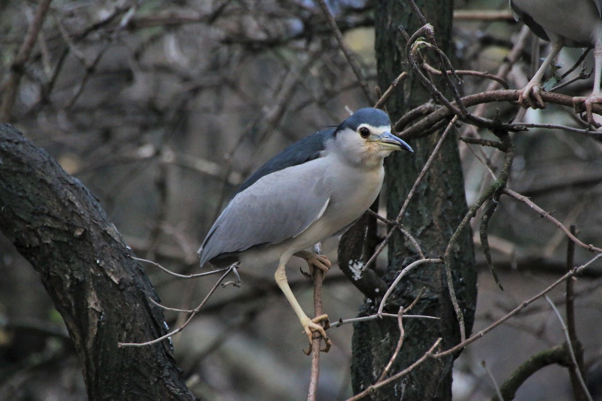 Квак звичайний - ML645632779