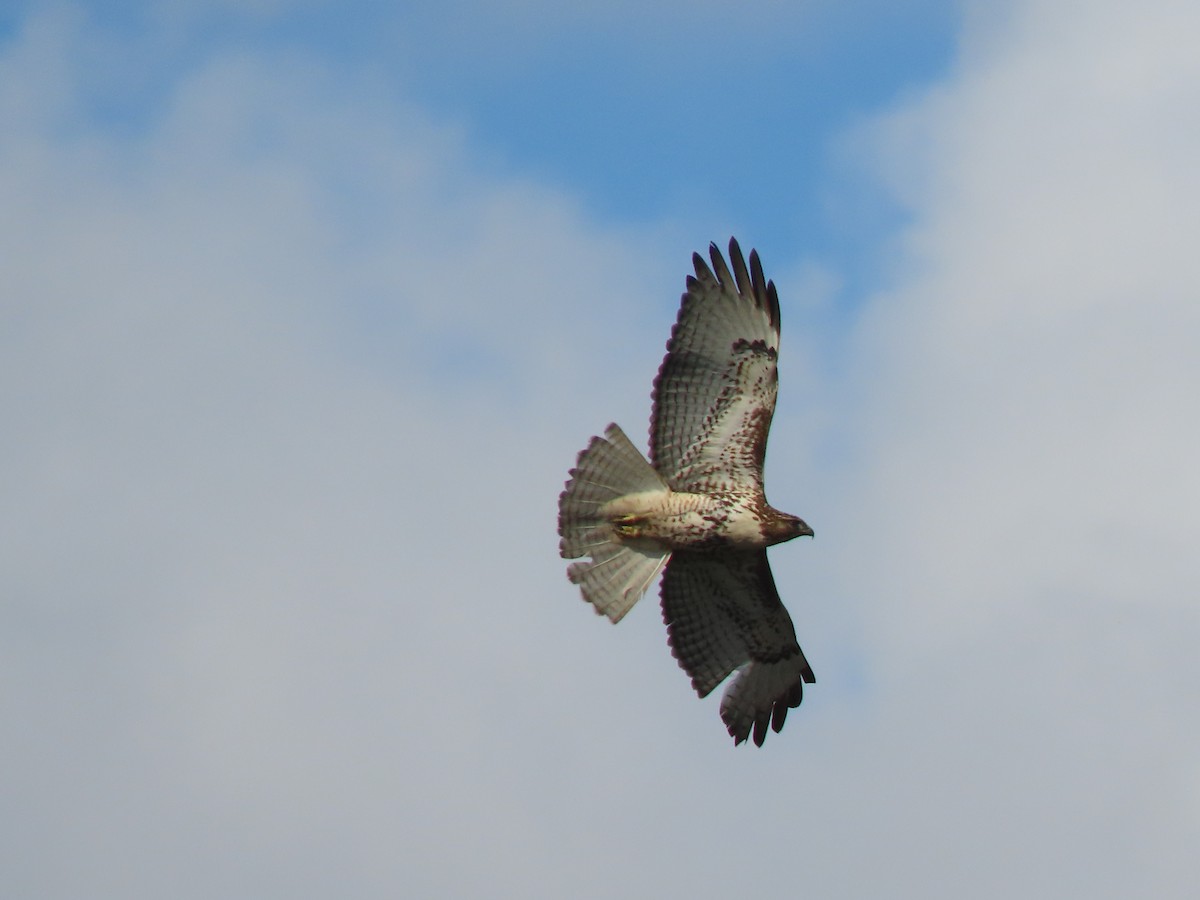 Zapelatz buztangorria - ML645632780