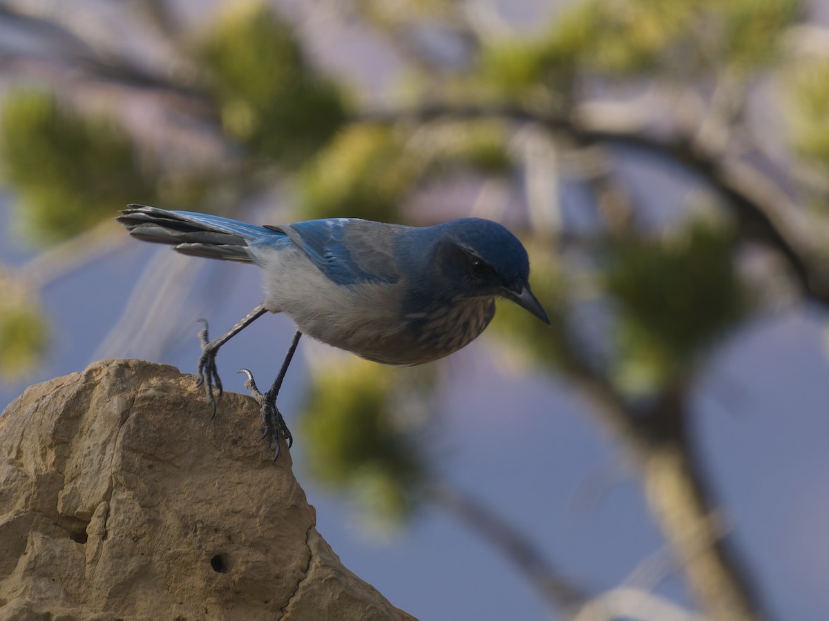 Woodhouse's Scrub-Jay - ML645632784
