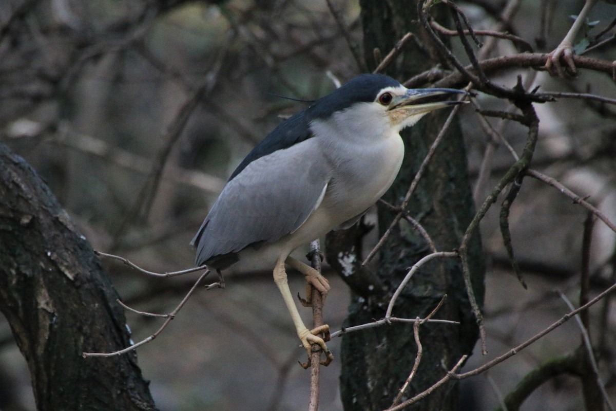 Amiltxori arrunta - ML645632785