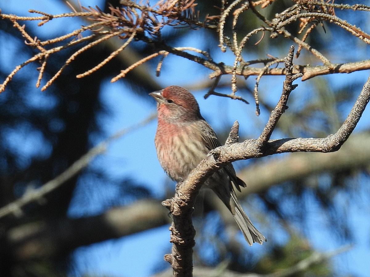 Burugorri arrunta - ML645632787