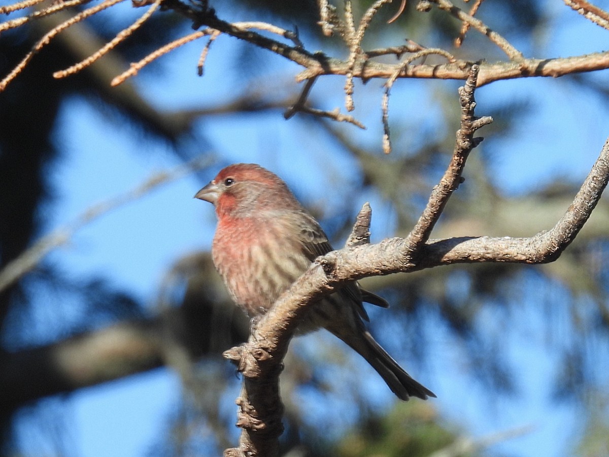 Burugorri arrunta - ML645632788