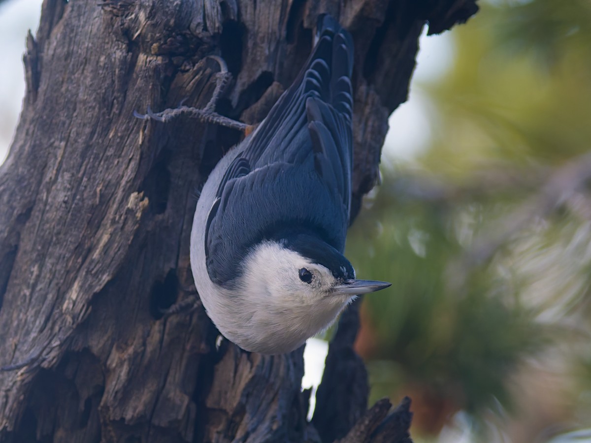 White-breasted Nuthatch - ML645632789