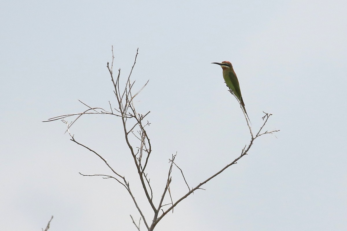 Olive Bee-eater - ML645632790