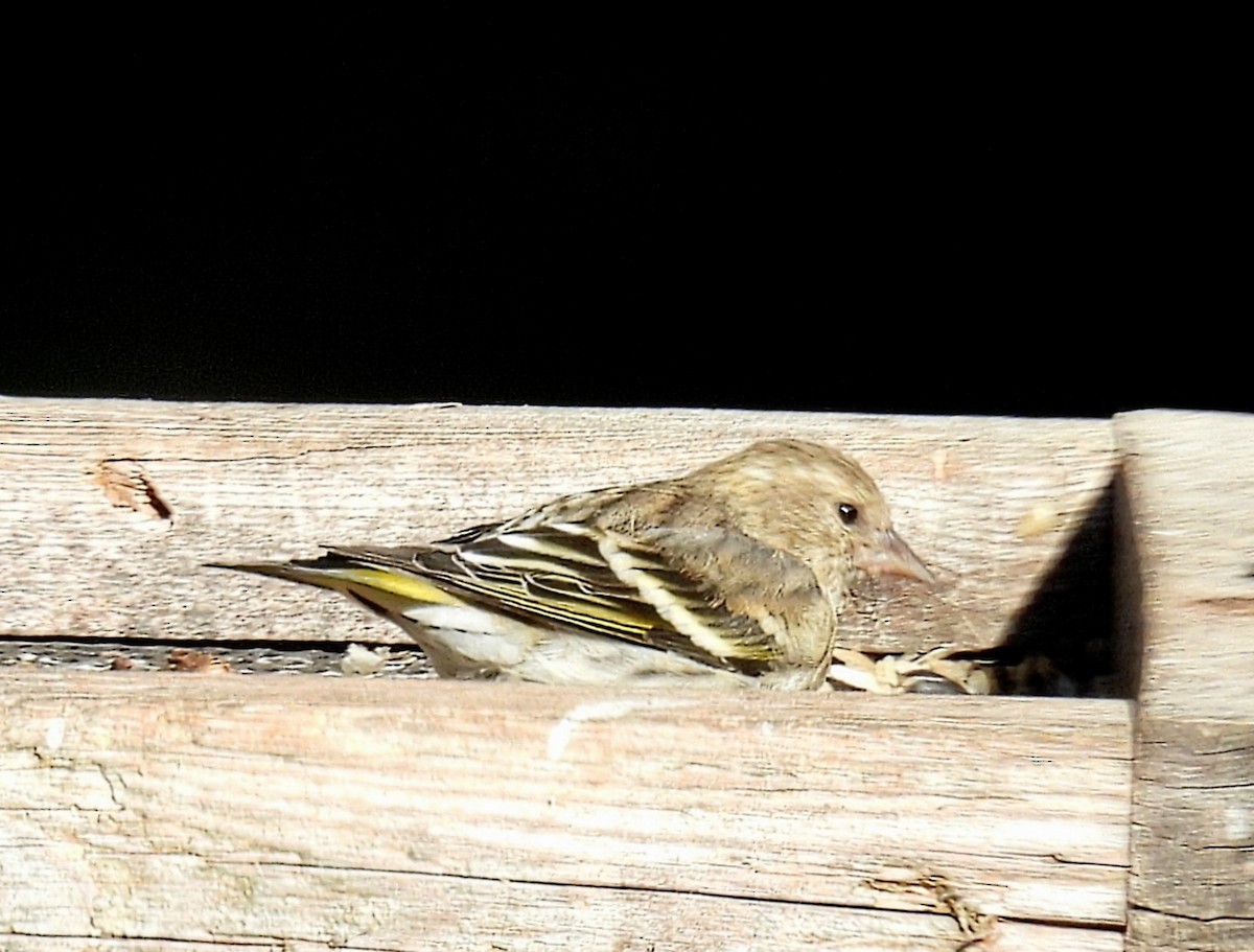 Pine Siskin - ML645632793