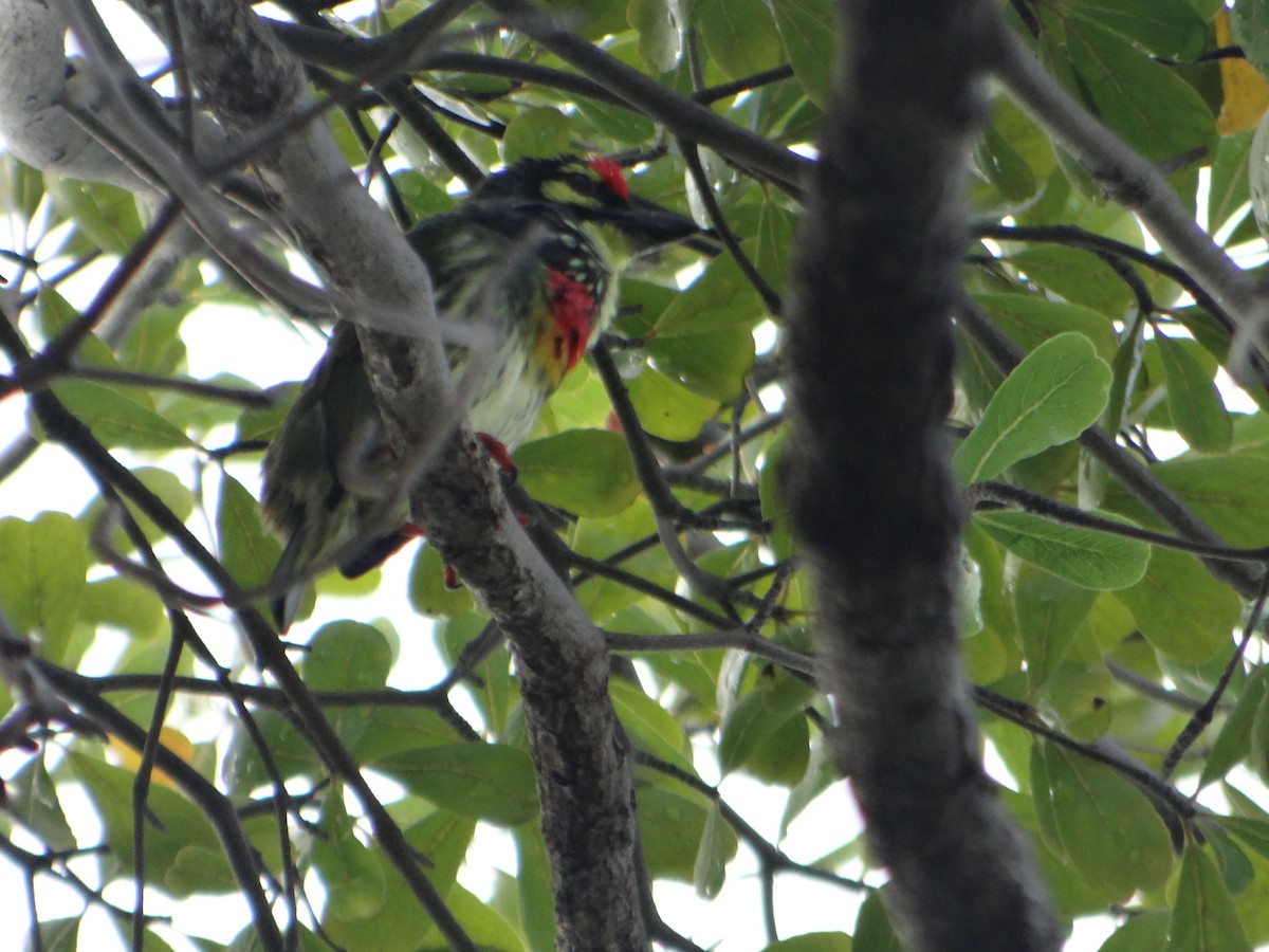 Coppersmith Barbet - ML645632795