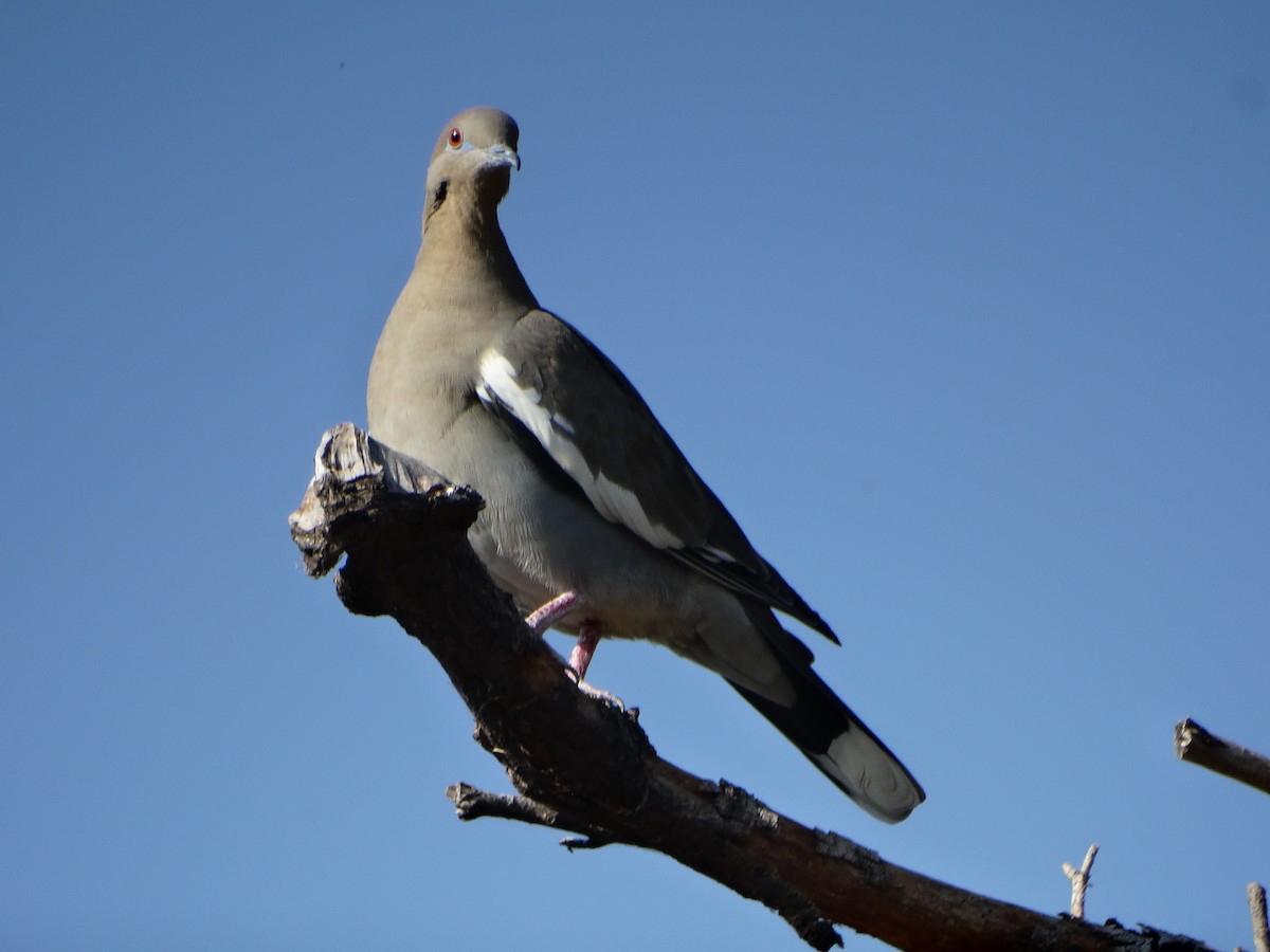 White-winged Dove - ML645632797