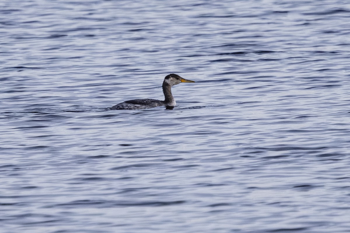 Somormujo Cuellirrojo - ML645632802