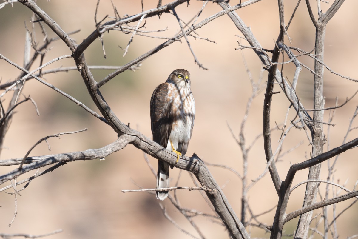Sharp-shinned Hawk - ML645632803