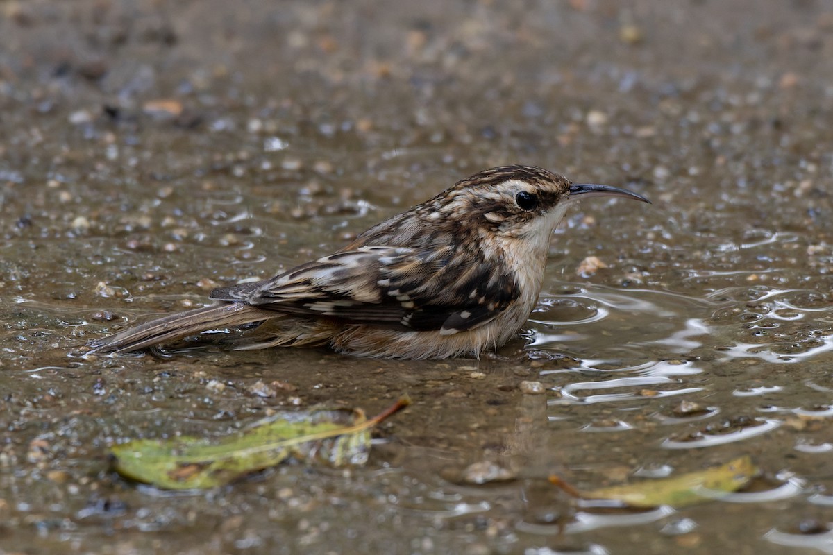 Gerri-txori amerikarra - ML645632804