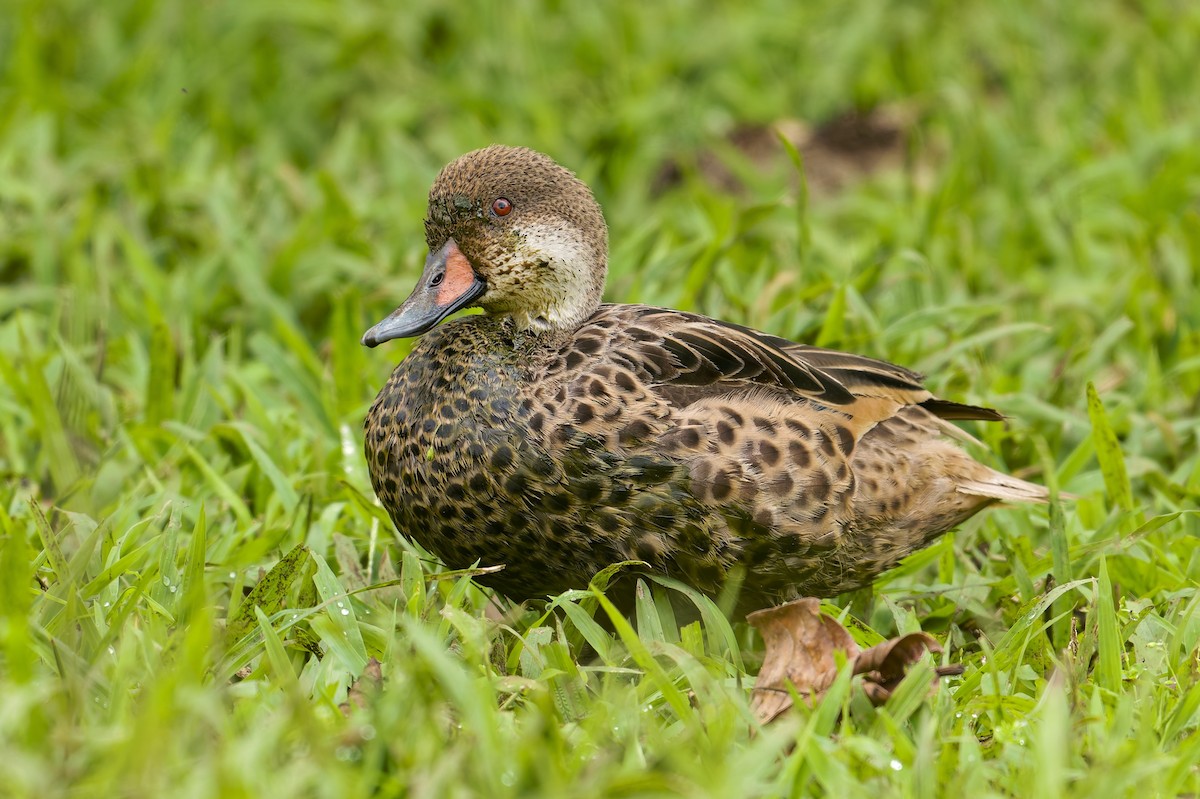 Ahate bahamarra - ML645632805