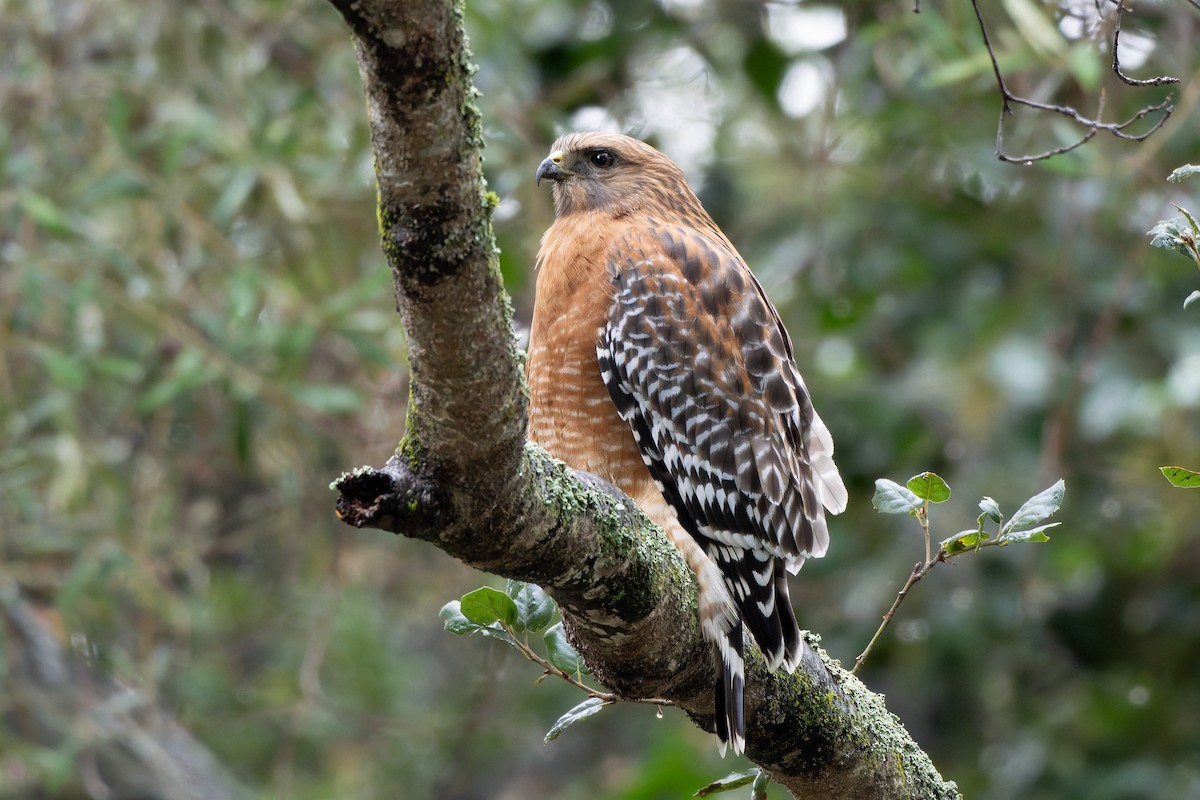 Red-shouldered Hawk - ML645632810