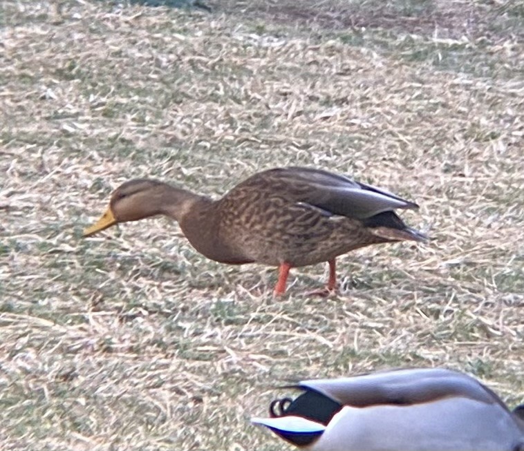 Ahate mexikarra - ML645632823