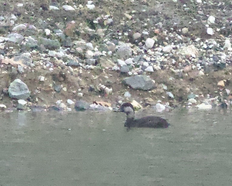 Ahatebeltz amerikarra - ML645632824