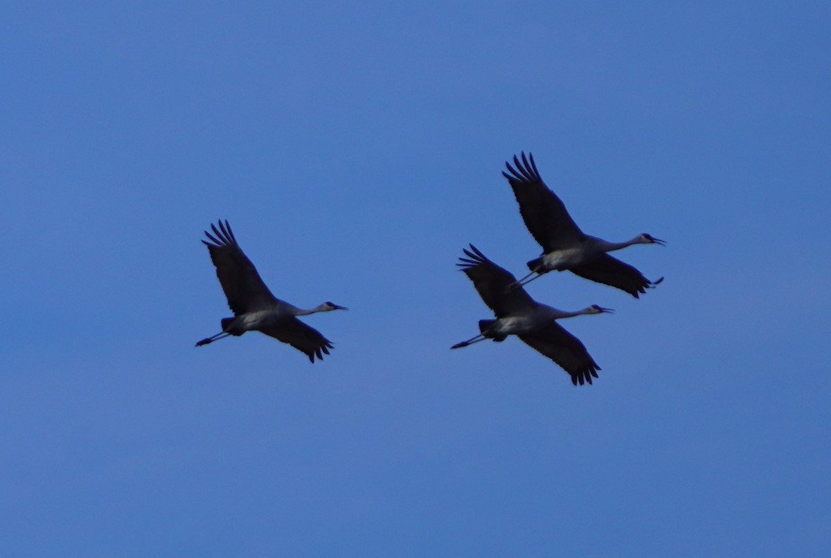 Sandhill Crane - ML645632825