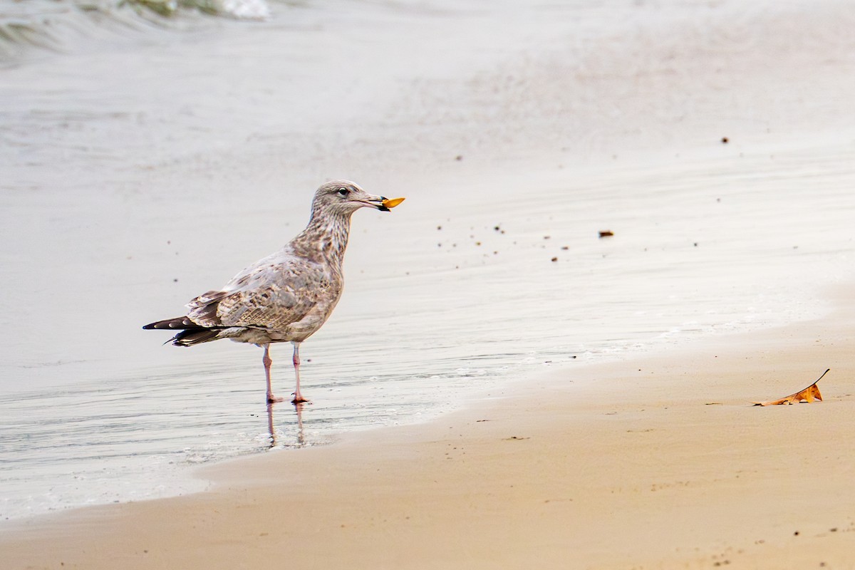 Kaio hauskara amerikarra - ML645632836