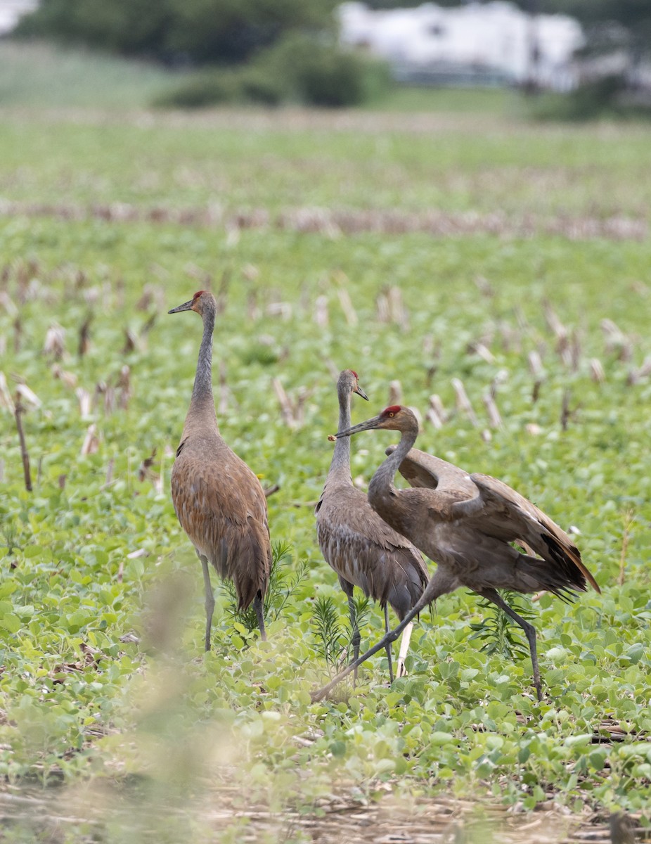 Sandhill Crane - ML645632867