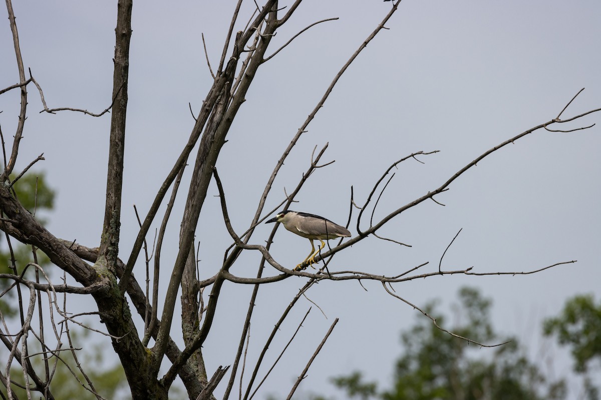 Black-crowned Night Heron - ML645632868