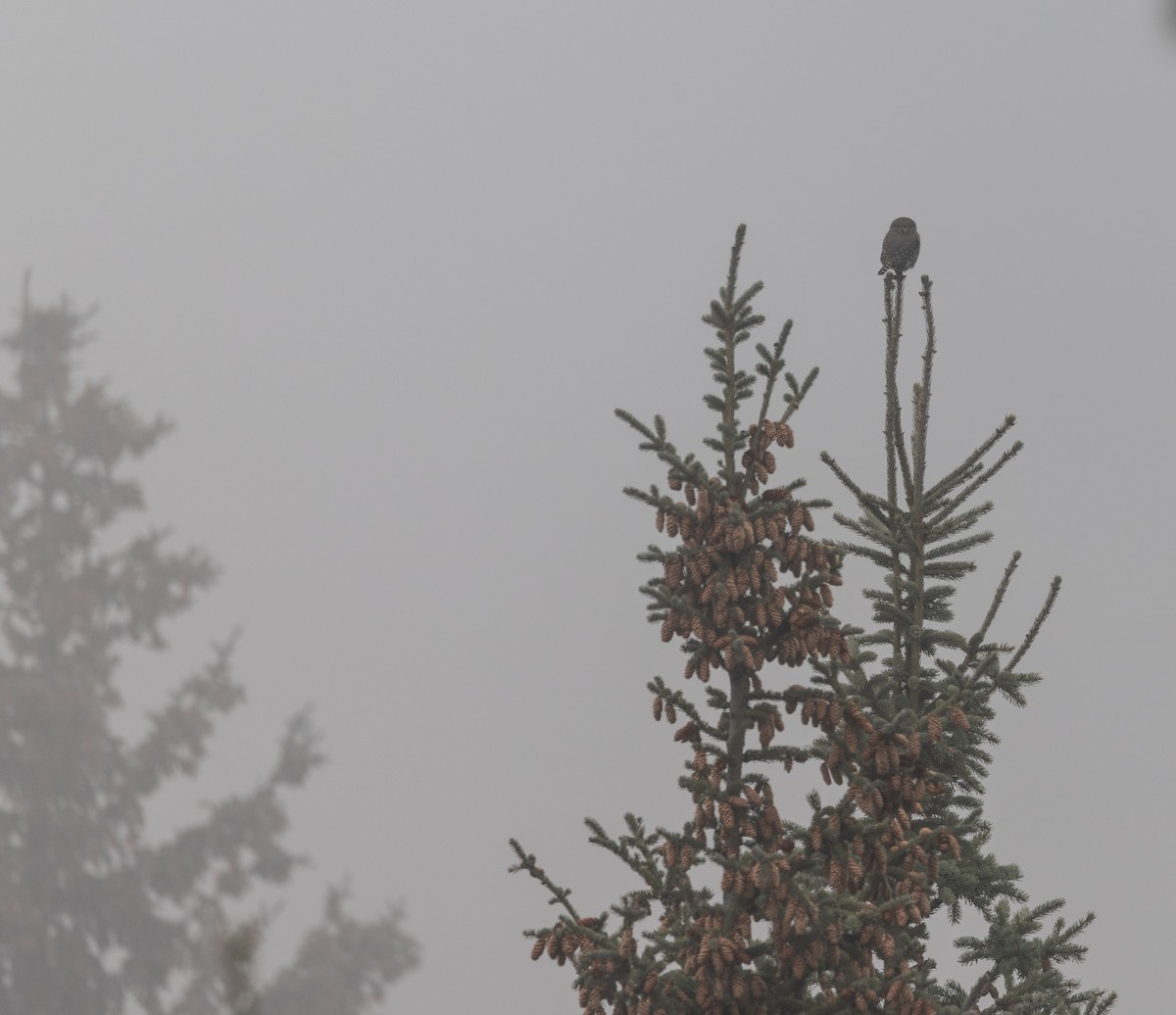 Northern Pygmy-Owl - ML645632871