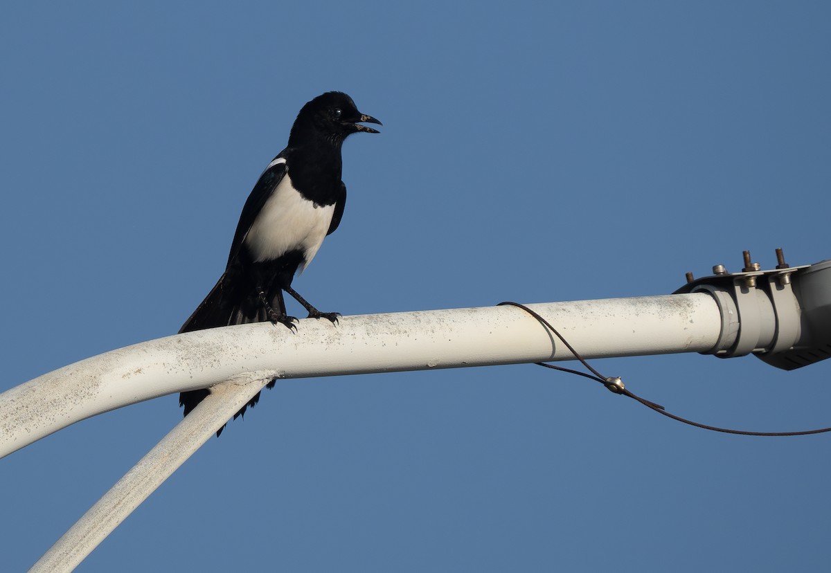 Orientelster - ML645632873