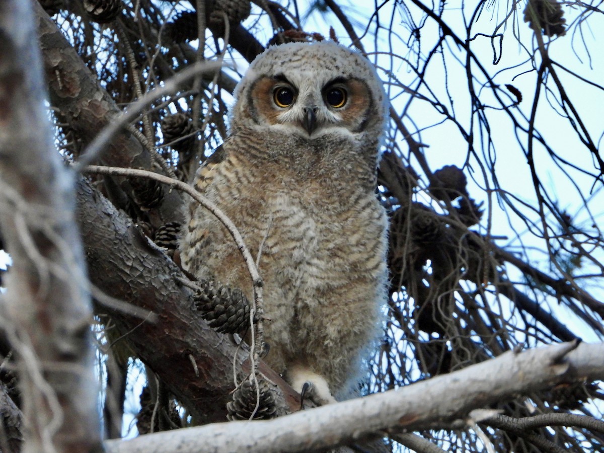 Great Horned Owl - ML645632875