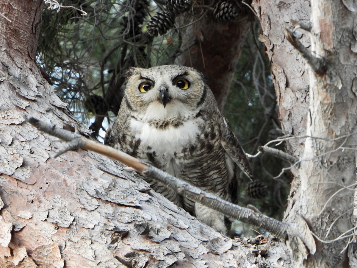 Great Horned Owl - ML645632876