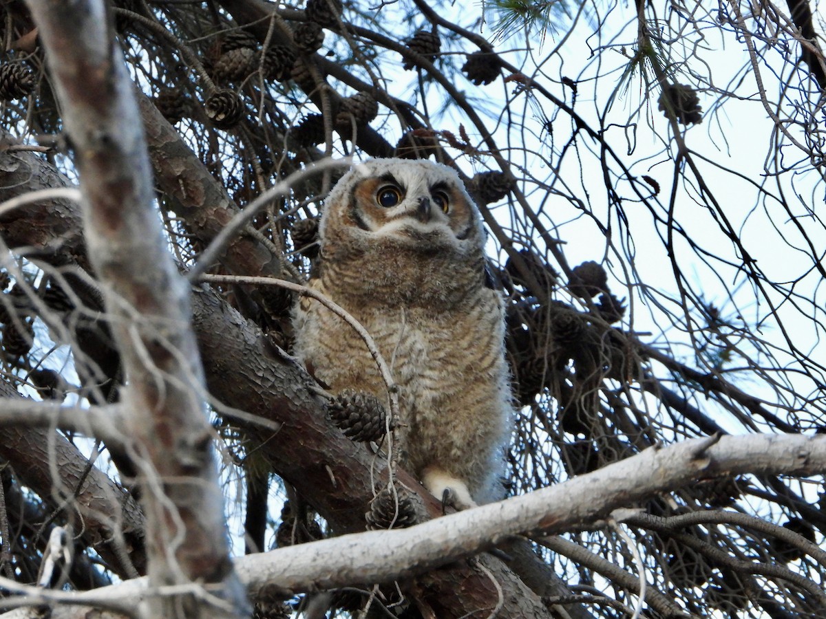 Great Horned Owl - ML645632877