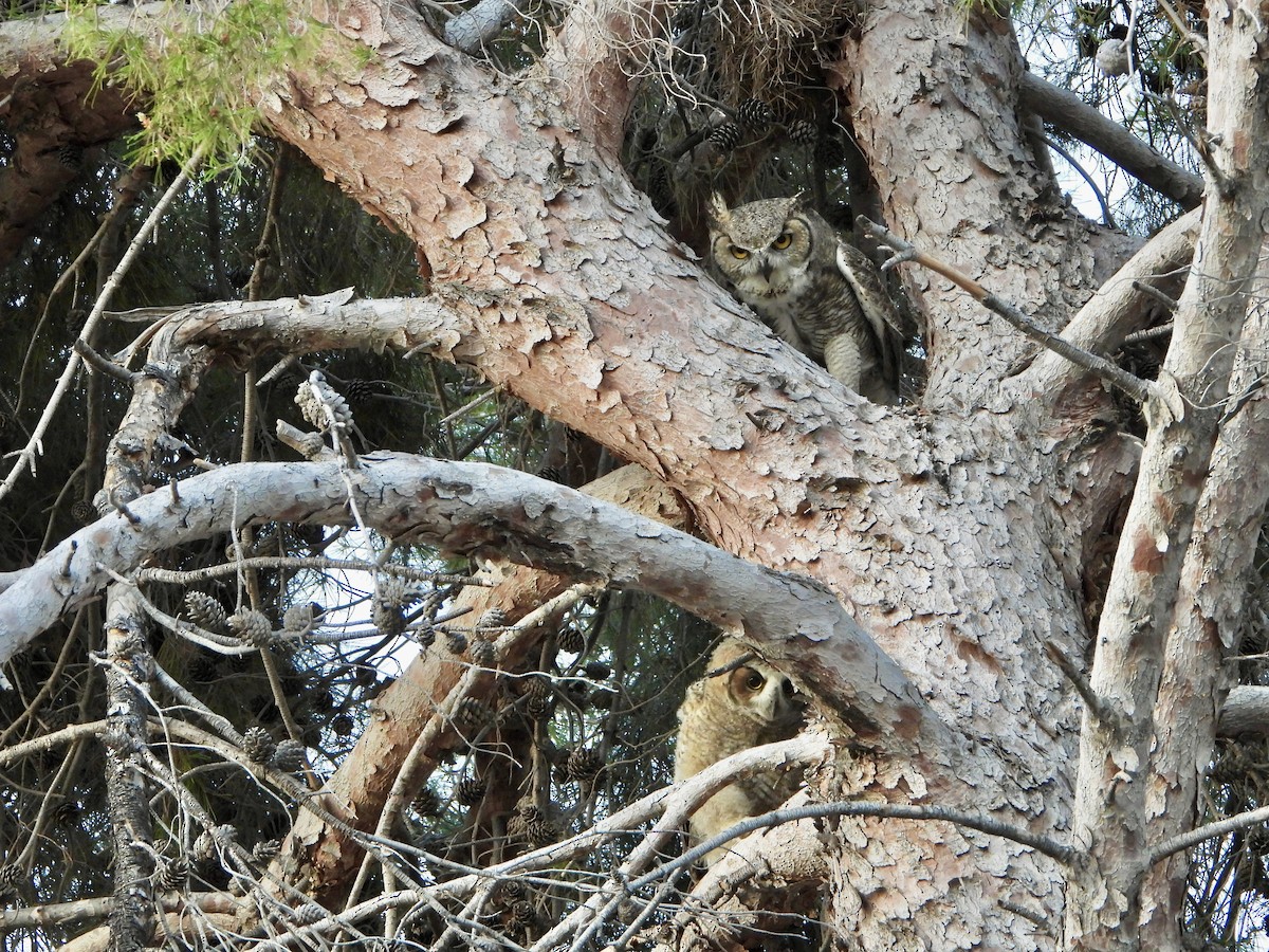 Great Horned Owl - ML645632878