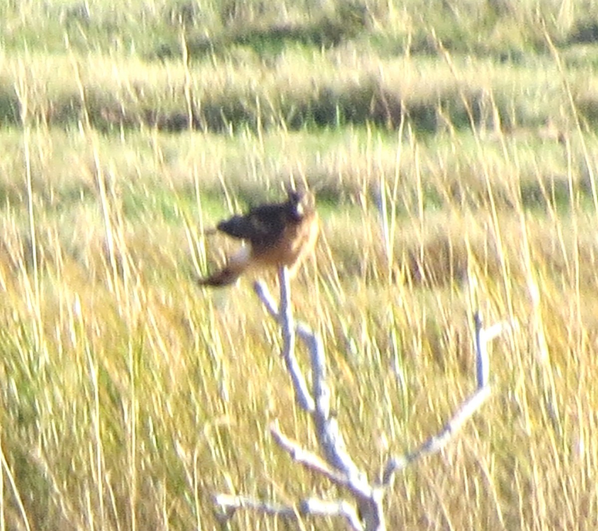 Лунь американський - ML645632890