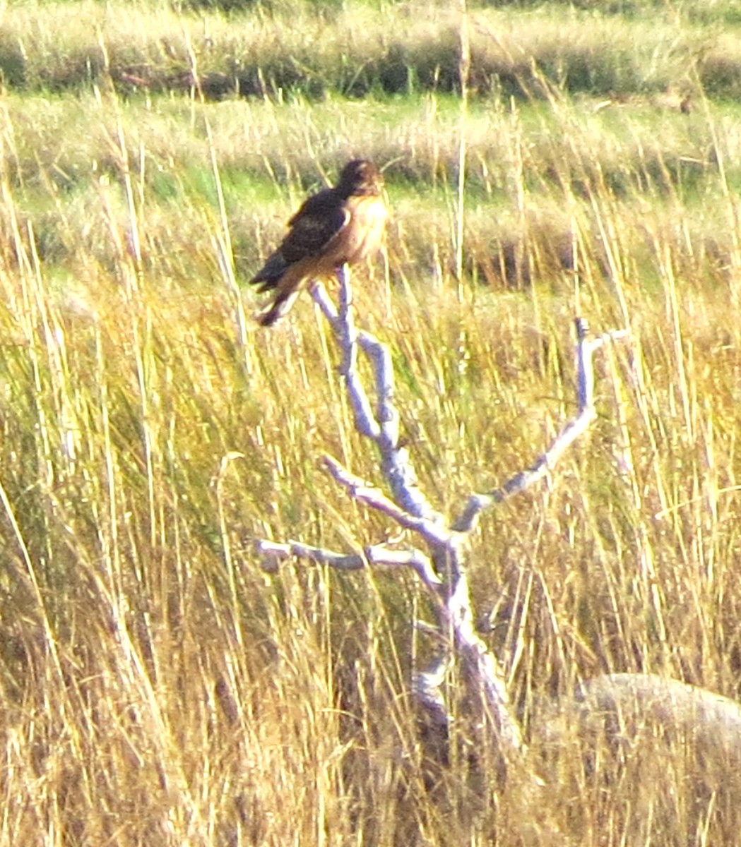 Лунь американський - ML645632893