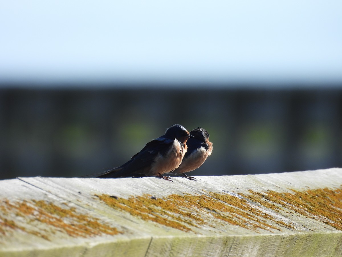 Ластівка сільська - ML645632894
