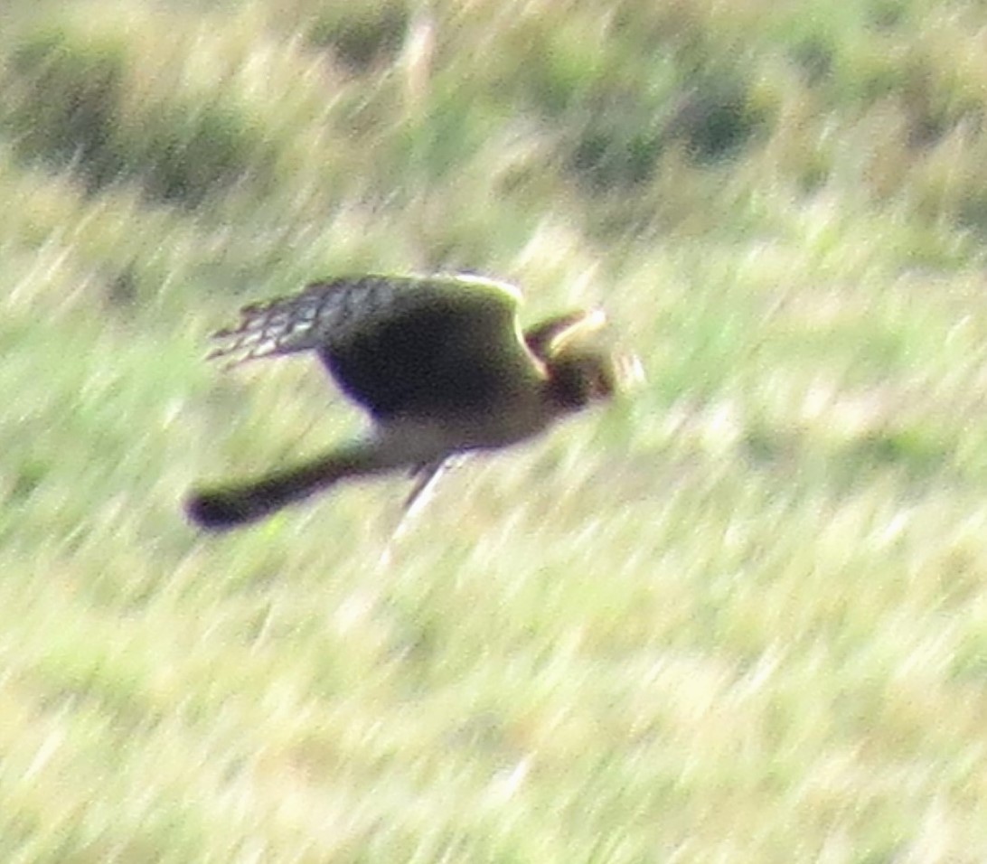 Лунь американський - ML645632896