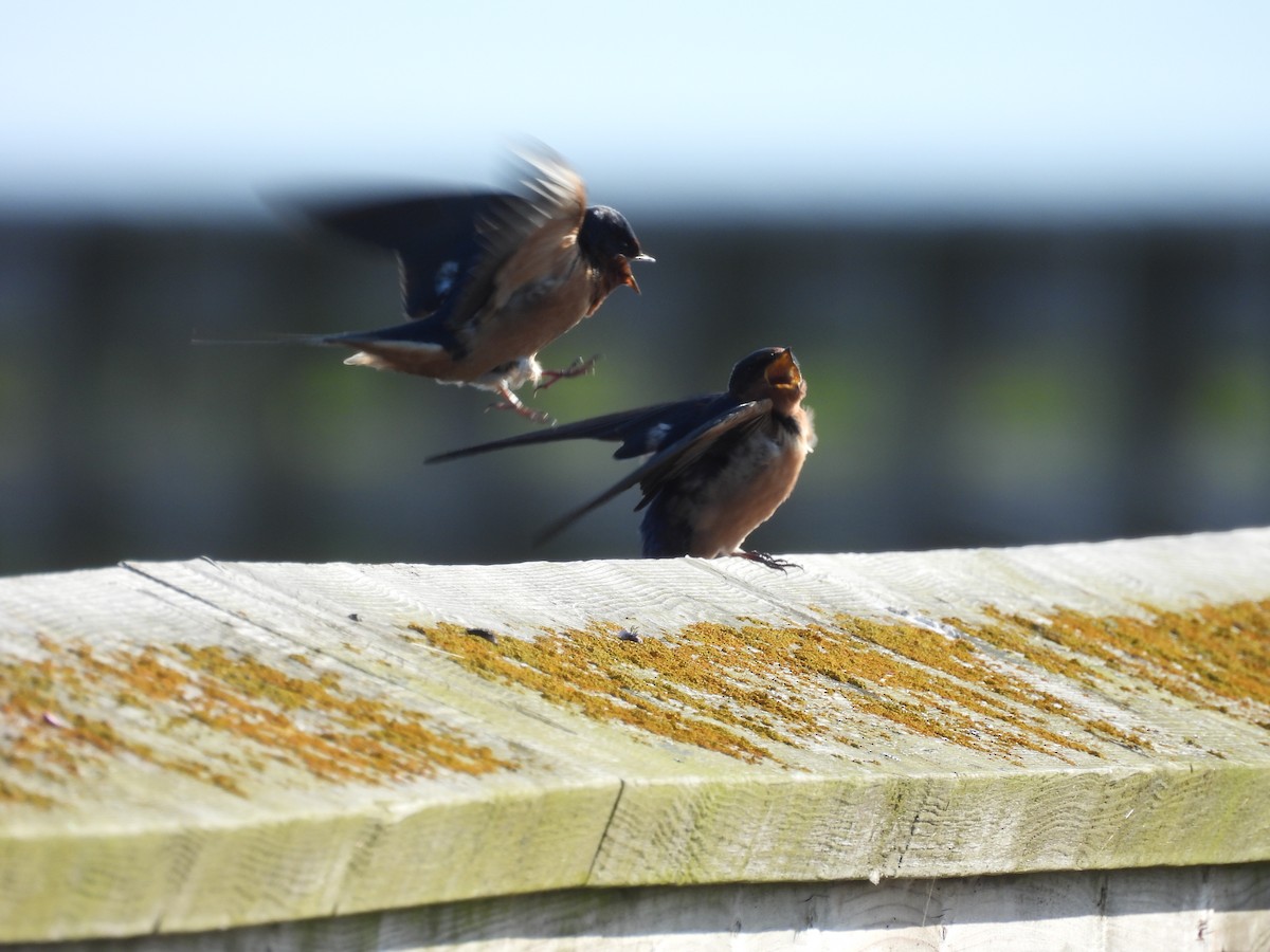 Ластівка сільська - ML645632899