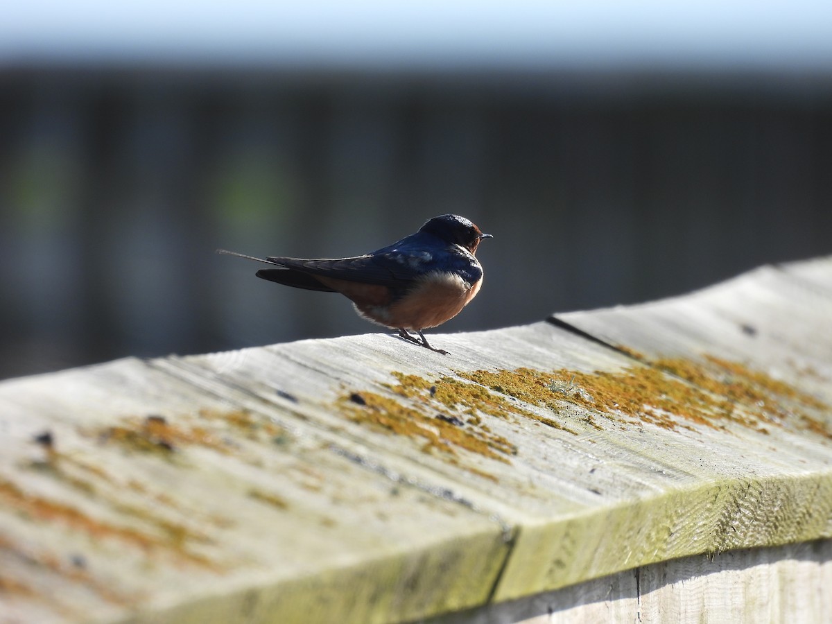 Ластівка сільська - ML645632900