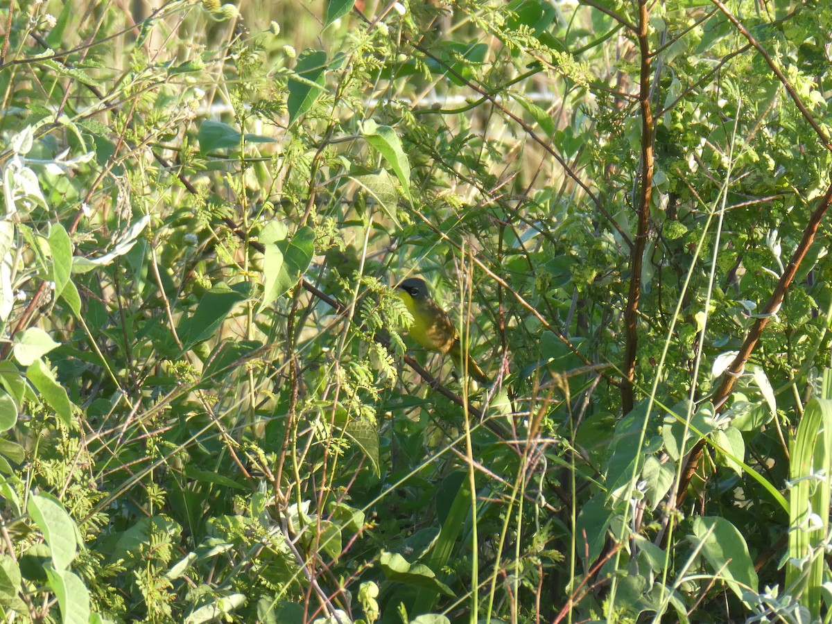 Gray-crowned Yellowthroat - ML645632903
