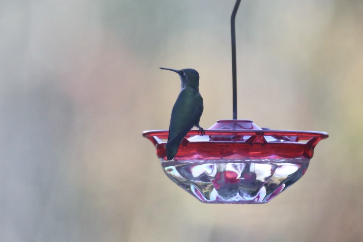 Ruby-throated Hummingbird - ML645632907