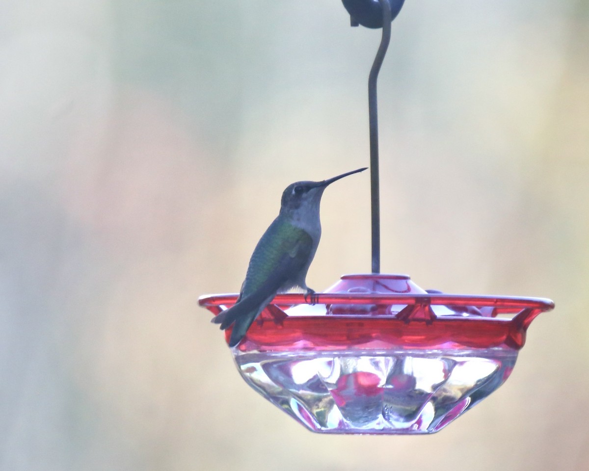Ruby-throated Hummingbird - ML645632908