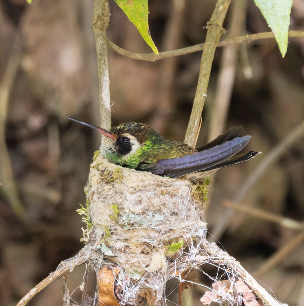 White-eared Hummingbird - ML645632913