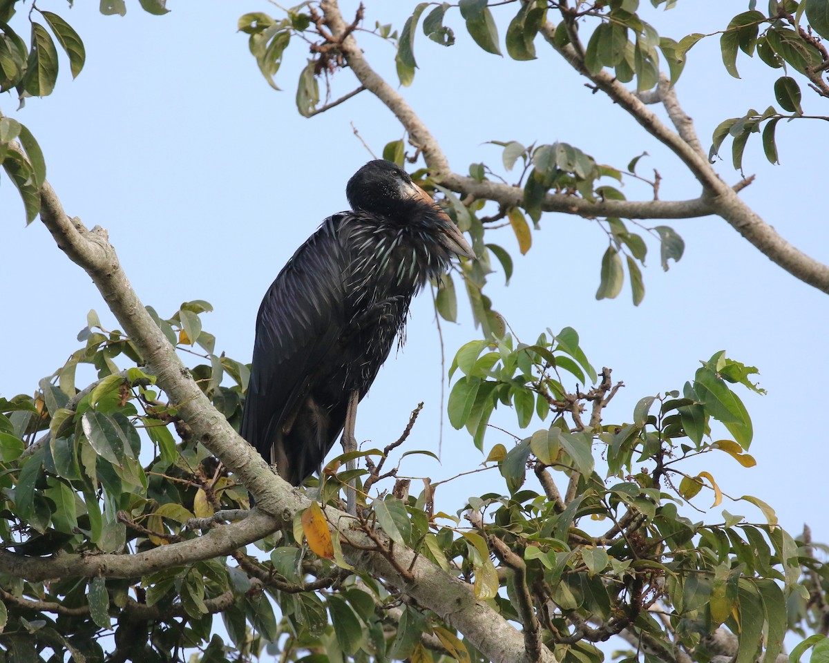 クロスキハシコウ - ML645632918