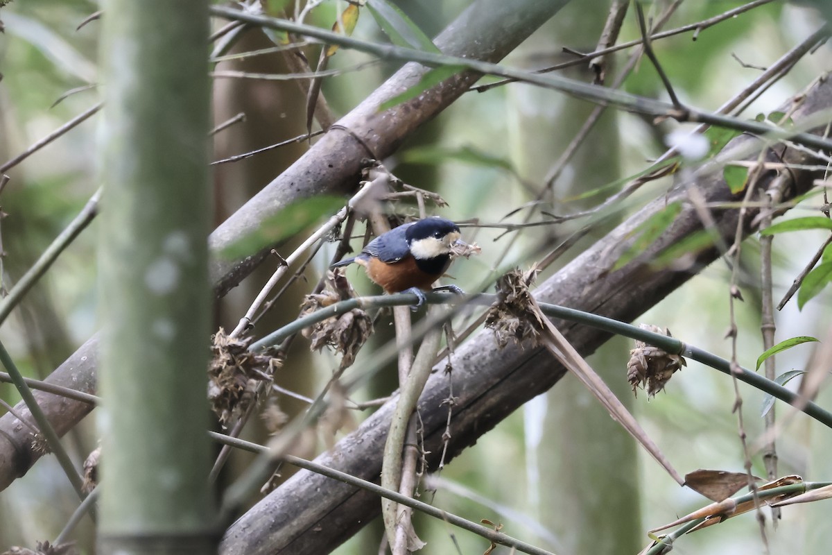 Chestnut-bellied Tit - ML645632929
