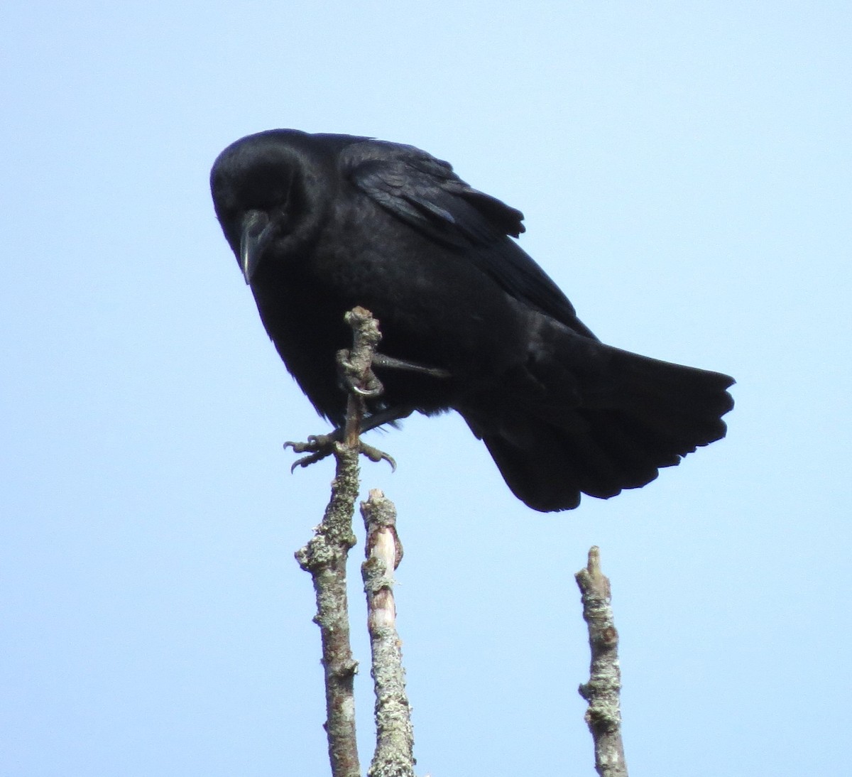 American Crow - ML645632930
