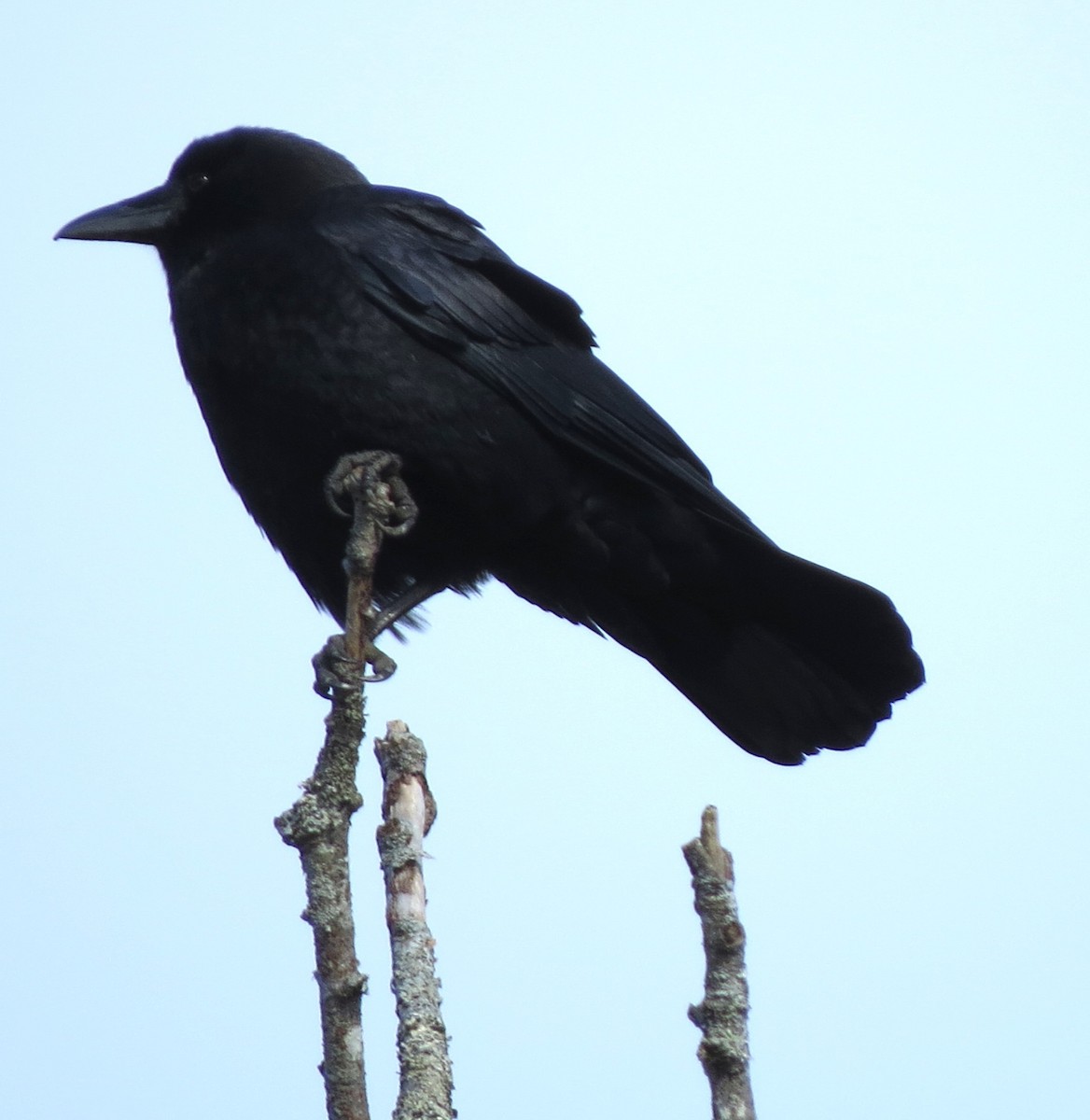 American Crow - ML645632931
