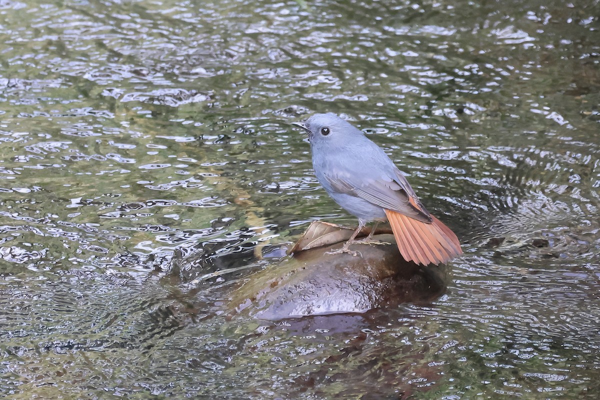 Plumbeous Redstart - ML645632934