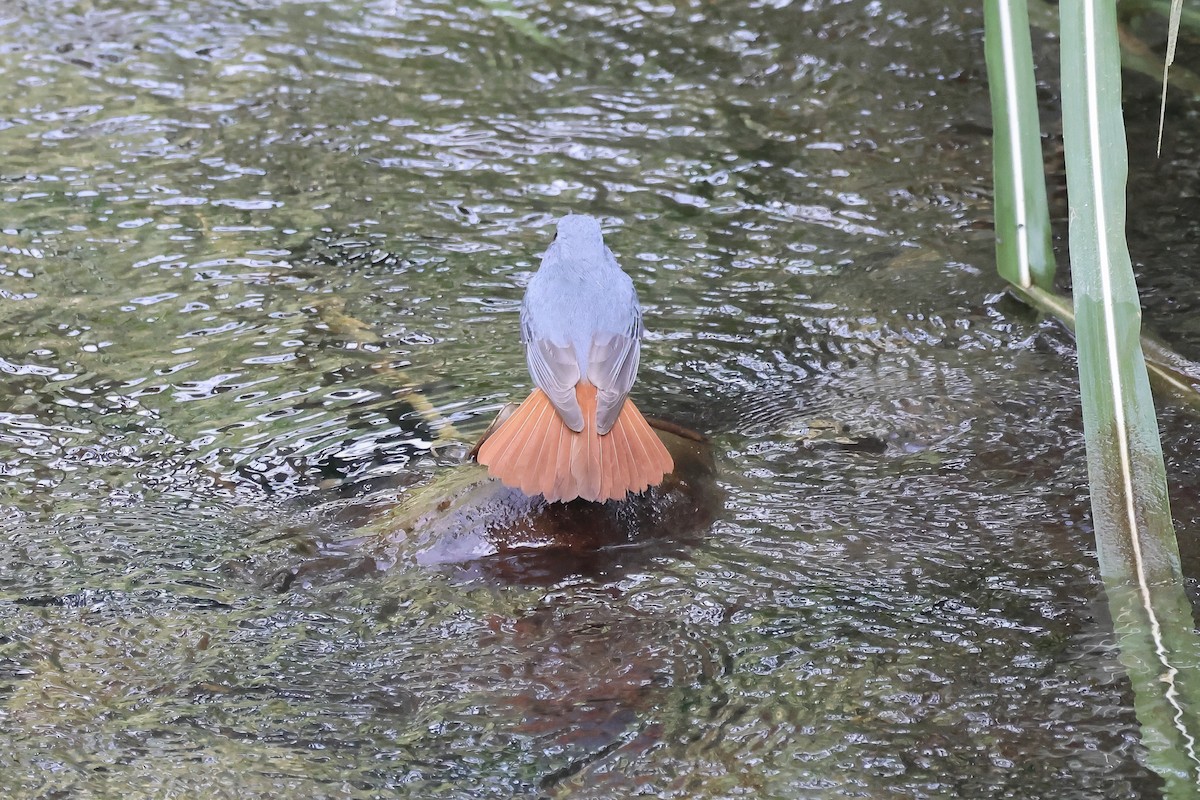 Plumbeous Redstart - ML645632935